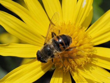Eristale (Eristalis tenax) sarı papatya çiçeği (Anthem))