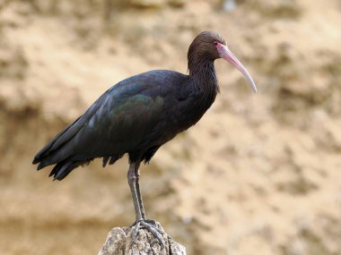 Puna ibis (Plegadis ridgwayi) standing on rock and seen from profile