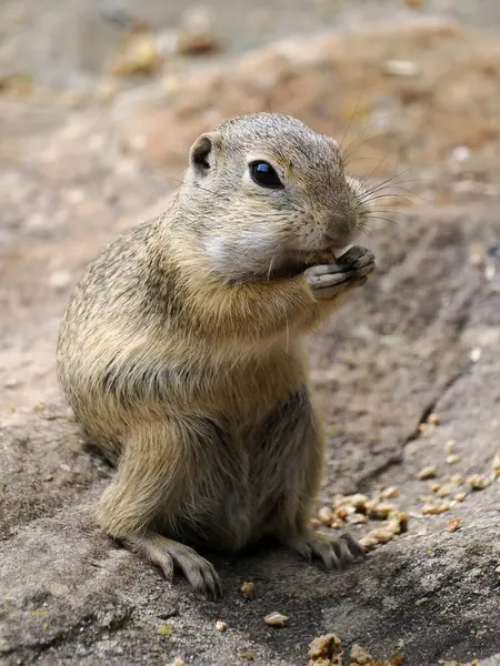 Avrupa yer sincabı veya Avrupalı souslik (Spermophilus citellus) yerde oturan topakları yiyor