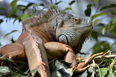 Yeşil iguana veya bitki örtüsü arasında ortak iguana (iguana iguana), closeup