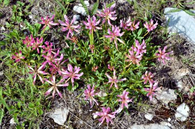 Alpine clover flowers (Trifolium alpinum) in the french Alps clipart