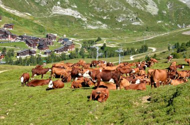 Brown cows grazing in the French Alps in Savoie department  and the village La Plagne in the background clipart