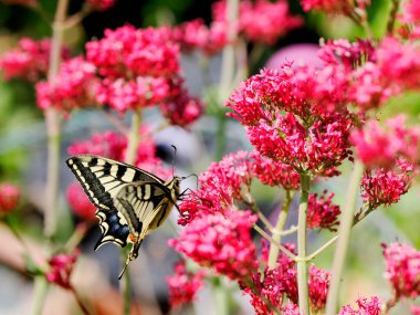 Old world swallowtail butterfly (Papilio machaon) seen from profile and gathering nectar on valerian flowers. It is the type species of the genus Papilio  clipart