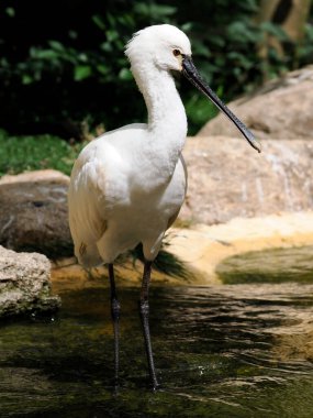 Avrasya kaşık gagası (Platalea lökosorodia) ya da yaygın kaşık gagası.