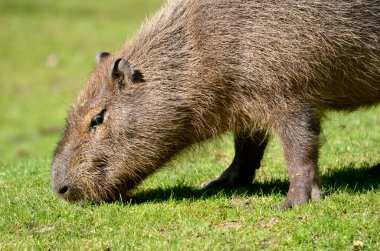 Capybara 'nın portresi (Hydrochoerus hydrochaeris) ot yiyor ve profilden görülüyor