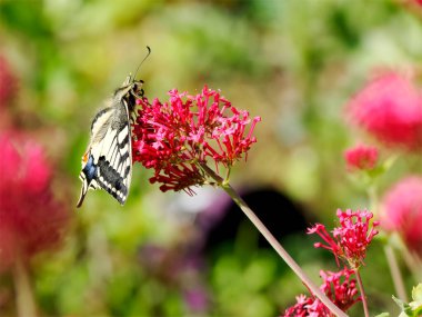 Old world swallowtail butterfly (Papilio machaon) seen from profile and gathering nectar on valerian flowers. It is the type species of the genus Papilio  clipart