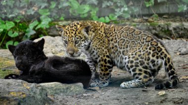 Bir kayanın üzerindeki siyah (Panthera onca) da dahil olmak üzere yakın plan genç jaguarlar