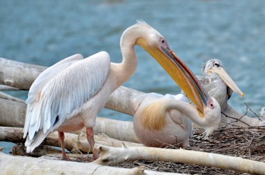Courtship display of a pair of pelicans (Pelecanus onocrotalus) on nest and near of a pond clipart