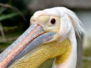 Close-up portrait of white pelican (Pelecanus onocrotalus) seen from profile clipart
