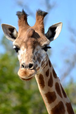 Yeşil bitki örtüsü arka planında zürafanın (Giraffa camelopardalis) portresi