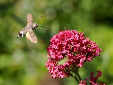 Sinekkuşu Şahini Kelebeği 'nin (Macroglossum stellatarum) uçarken kırmızı kediotu çiçeklerini (Centranthus ruber) beslemesi. Avrasya 'nın ılıman bölgelerinde bulunan bir atmaca güvesi türüdür. 