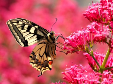 Close-up old world swallowtail butterfly (Papilio machaon) seen from profile and gathering nectar on valerian flowers. It is the type species of the genus Papilio  clipart