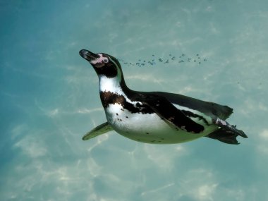 Humboldt pengueni (Spheniscus humboldti) kabarcık dizileri yaparak mavi suyun altında yüzüyor 