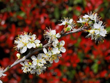 Flowers of Prunus domestica tree covered with white flowers in spring in a French garden on red photinia bush background clipart