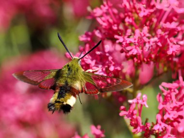 Kırmızı kediotu çiçeklerini (Centranthus ruber) besleyen Hemaris fuciforis, Sphingidae familyasından bir kelebek türü. 