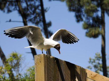 Black-headed Gull (Chroicocephalus ridibundus) on a wooden slatted wall with wings spread.  clipart