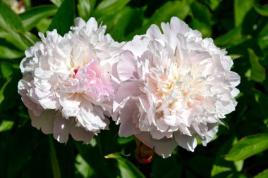 Fransız bahçesinde yakın plan beyaz Çin şakayığı çiçeği (Paeonia lactiflora)