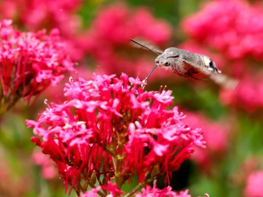 Sinekkuşu Şahini Kelebeği 'nin (Macroglossum stellatarum) uçarken kırmızı kediotu çiçeklerini (Centranthus ruber) beslemesi. Avrasya 'nın ılıman bölgelerinde bulunan bir atmaca güvesi türüdür. 