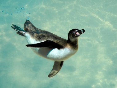 Humboldt pengueni (Spheniscus humboldti) kabarcık dizileri yaparak mavi suyun altında yüzüyor 