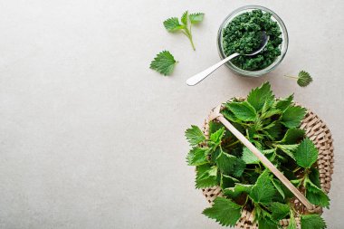 Gri arka planda sağlıklı yemek pişirmek için ısırgan otu sosu. Bahar sağlıklı yiyecek