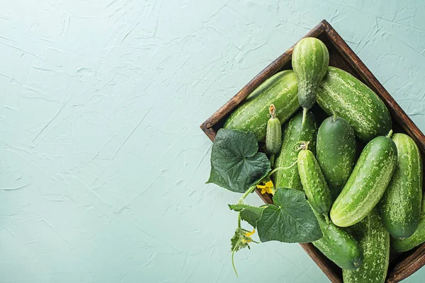 Freshly Picked Cucumbers Garden Cucumbers Harvest Summer Summer Vegetables — Stock Photo, Image