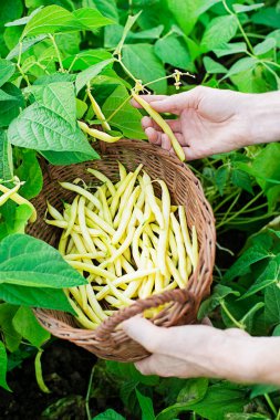 Taze koparılmış sarı fasulyeleri sepette kadın ellerinde, yaz mevsiminde sebze bahçesinde yakın plan.