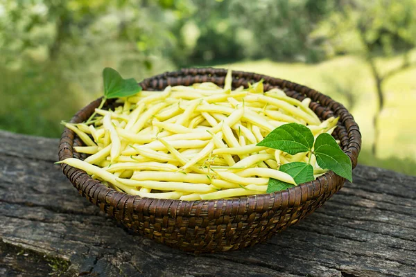 Freshly Plucked Yellow String Beans Basket Vegetable Garden Summer Season — Stock Photo, Image
