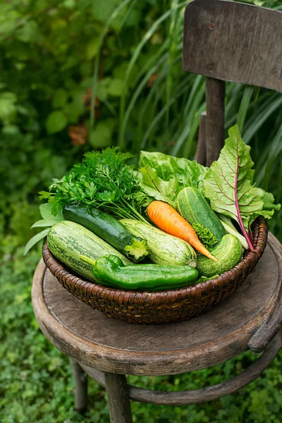 庭のバスケットで新鮮な野菜の収穫 庭は野菜を生産し 収穫した バスケットの新鮮な農場野菜 — ストック写真