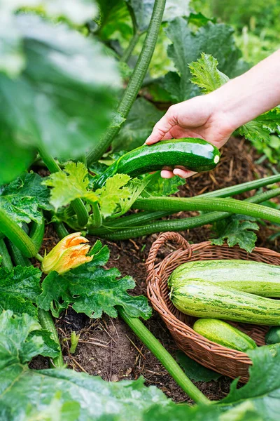 ズッキーニの植物をバスケットに入れる ハンドピッキングズッキーニ 野菜のコンセプト ズッキーニを収穫する — ストック写真