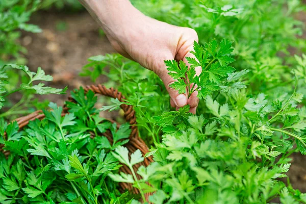 Woman Collects Parsley Garden Woman Hands Picking Crop Fresh Parsley — Stock Photo, Image