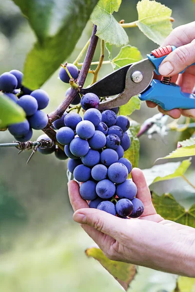 Close Worker Hands Cutting Blue Grapes Vines Wine Harvest Grapes — Stock Photo, Image