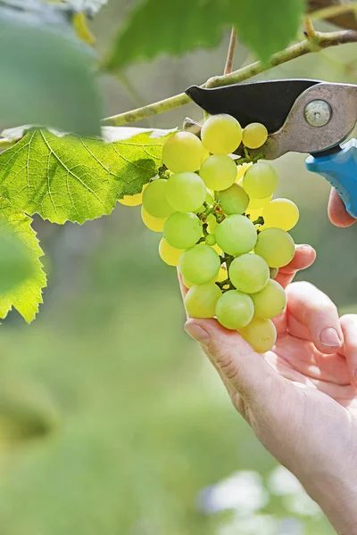 ワインの収穫中にワインからホワイトブドウを切断する労働者の手の近く グレープ 主題に焦点を当てる — ストック写真