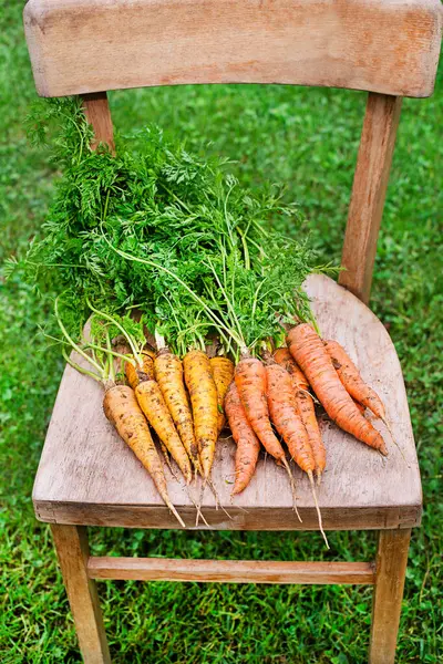 Ramo Zanahorias Orgánicas Recién Cosechadas Jardín Casero Cerca Cosecha Otoño —  Fotos de Stock