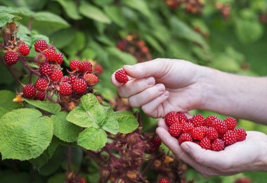 Kadın elleri olgun ahududu topluyor. Yakın çekim. Hasat konsepti. Taze Japon şarapları. 