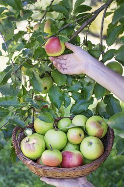 Sonbahar hasadı sırasında meyve bahçesinde taze elma toplayan çiftçi kadın elleri yakın plan. Hasat zamanı.