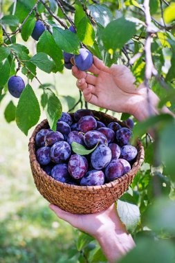 Kadın elleri bahçede hasır sepete erik topluyor. Meyve bahçesinde sonbahar eriği hasadı