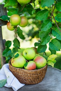 Arka planda bir sepet taze elma. Elma hasatı