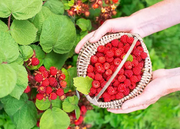Kadın elleri sepetten olgun ahududu topluyor. Yakın çekim. Hasat konsepti. Taze Japon şarapları.