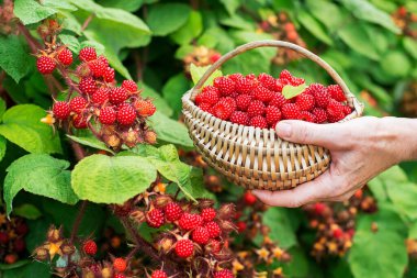 Kadın elleri sepetten olgun ahududu topluyor. Yakın çekim. Hasat konsepti. Taze Japon şarapları.
