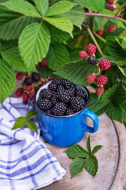 Bir fincanda olgun böğürtlen topladım, böğürtlen çalılığının arka planında. Böğürtlen - bahçede taze böğürtlen dalları. Hasat.