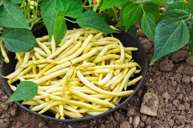 Kasede taze koparılmış sarı fasulye, yapraklı sebze bahçesi.