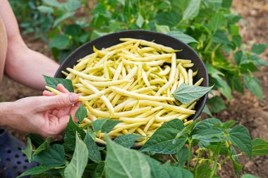 Taze koparılmış sarı fasulyeleri sepetin içinde kadın ellerinde, sebze bahçesinin arka planında yapraklar var.