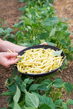 Kadın, çanakta taze koparılmış sarı fasulye, fasulye yapraklı sebze bahçesi.