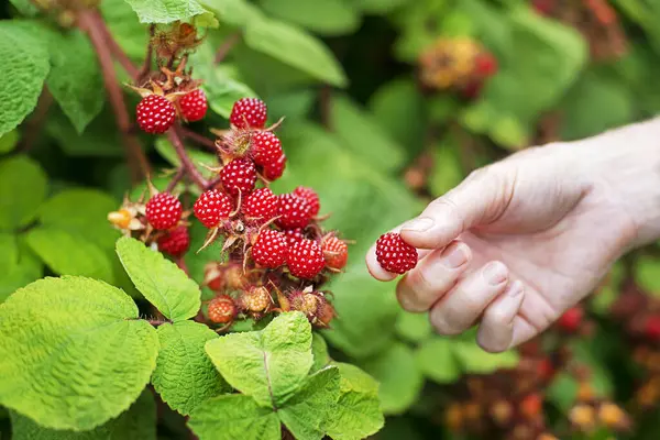 Kadınlar olgun ahududu toplarken yakından ateş ediyorlar. Hasat konsepti. Taze Japon şarapları.