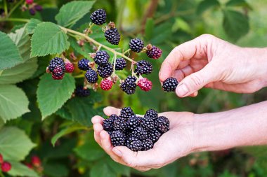 Kadın elleri arka plandaki böğürtlen çalılarının üzerinde olgun böğürtlen topluyor. Yakın çekim. Hasat konsepti. 