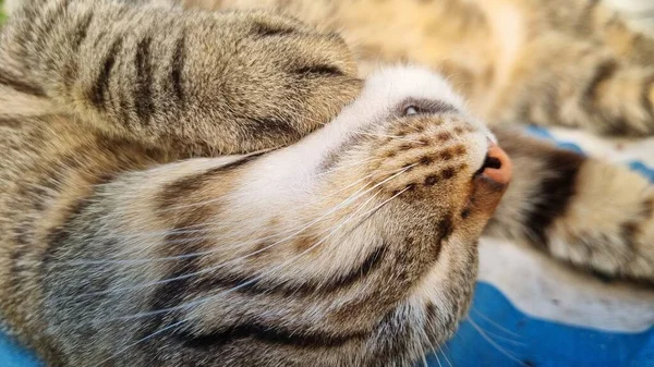 Gato Bonito Adormecido Foto Alta Qualidade — Fotografia de Stock