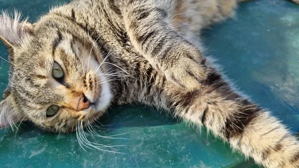 Сплячий Милий Кіт Високоякісна Фотографія — стокове фото