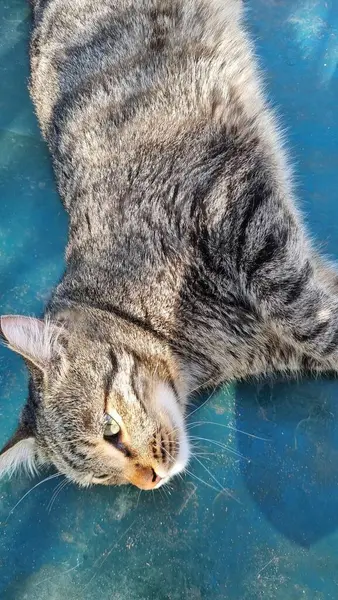 Gato Bonito Adormecido Foto Alta Qualidade — Fotografia de Stock