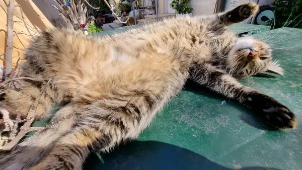 Спящая Милая Кошка Высокое Качество Фото — стоковое фото