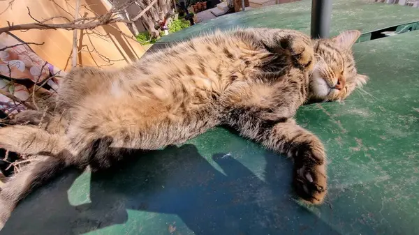 Spící Roztomilá Kočka Kvalitní Fotografie — Stock fotografie